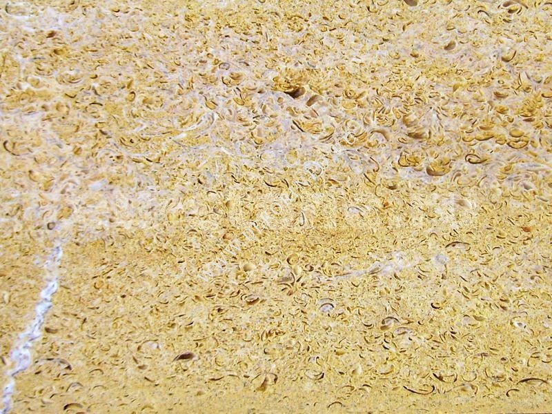 Ракушечник желтый