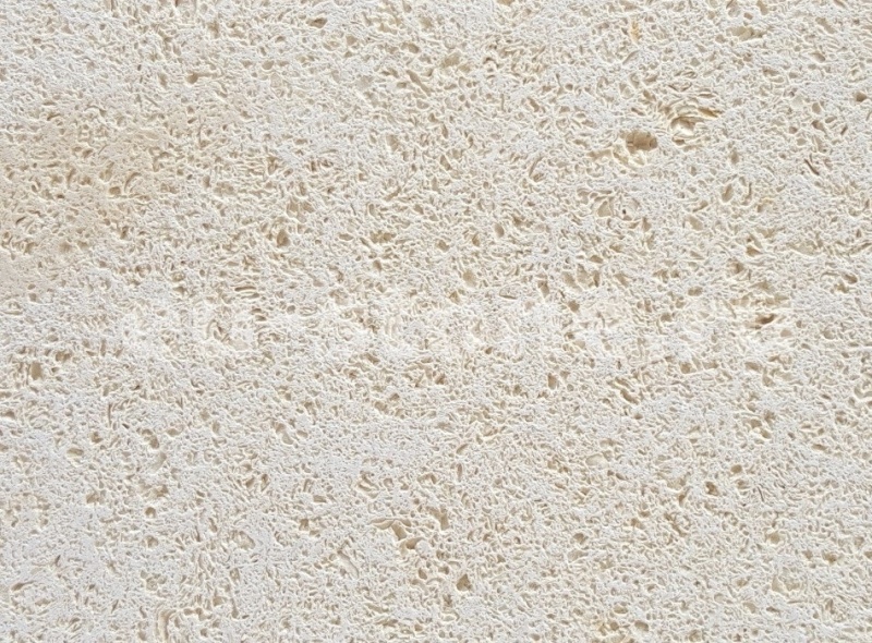 Ракушечник белый